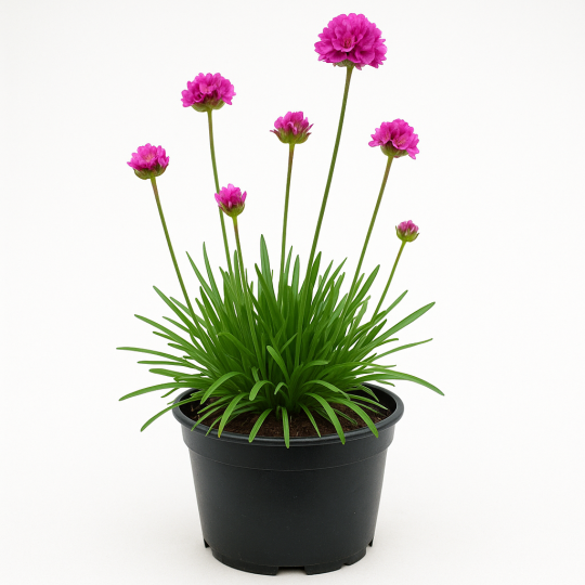 Armeria maritima ‘Laucheana Splendens’ (Gazon d’Espagne)