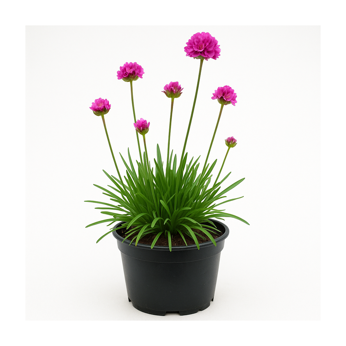Armeria maritima ‘Laucheana Splendens’ (Gazon d’Espagne)