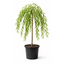 Salix babylonica – Saule pleureur à Bouc-Bel-Air, Marseille, Aix-en-Provence, Plan de Campagne | Pépinière Faure