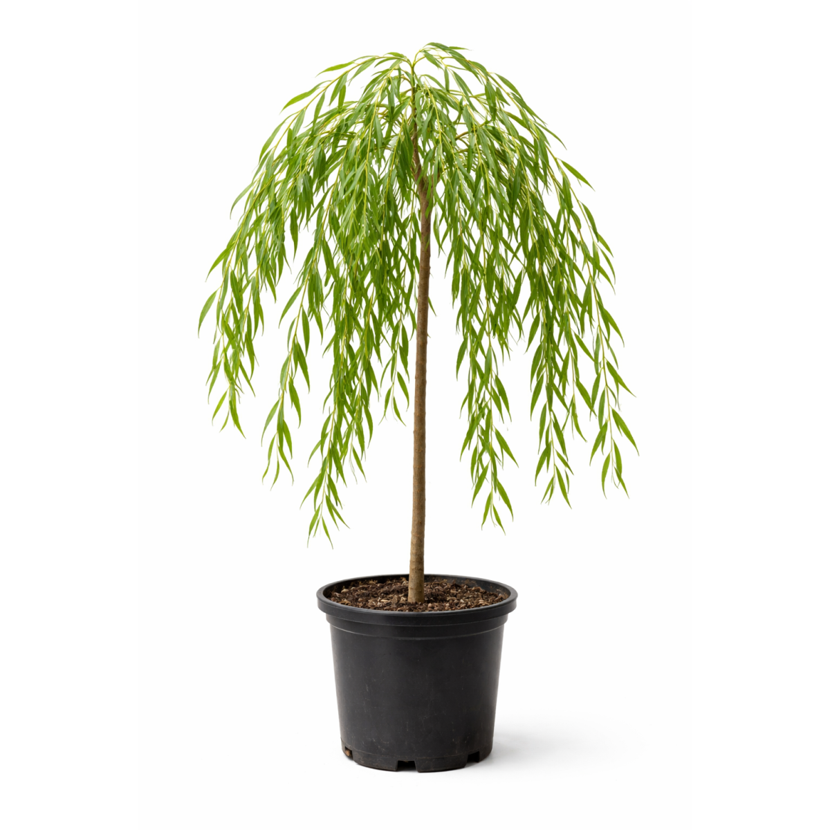 Salix babylonica – Saule pleureur à Bouc-Bel-Air, Marseille, Aix-en-Provence, Plan de Campagne | Pépinière Faure