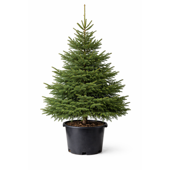 Sapin de Noël Épicéa en pot à Bouc-Bel-Air, Marseille, Aix-en-Provence, Plan de Campagne | Pépinière Faure