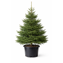 Sapin de Noël Épicéa en pot à Bouc-Bel-Air, Marseille, Aix-en-Provence, Plan de Campagne | Pépinière Faure