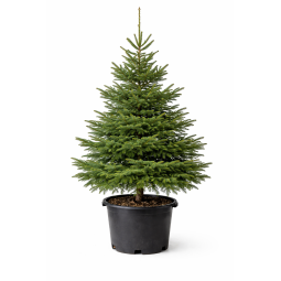 Sapin de Noël Épicéa en pot à Bouc-Bel-Air, Marseille, Aix-en-Provence, Plan de Campagne | Pépinière Faure