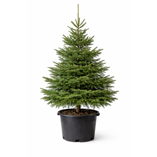 Sapin de Noël Épicéa en pot à Bouc-Bel-Air, Marseille, Aix-en-Provence, Plan de Campagne | Pépinière Faure