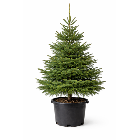 Sapin de Noël Épicéa en pot à Bouc-Bel-Air, Marseille, Aix-en-Provence, Plan de Campagne | Pépinière Faure