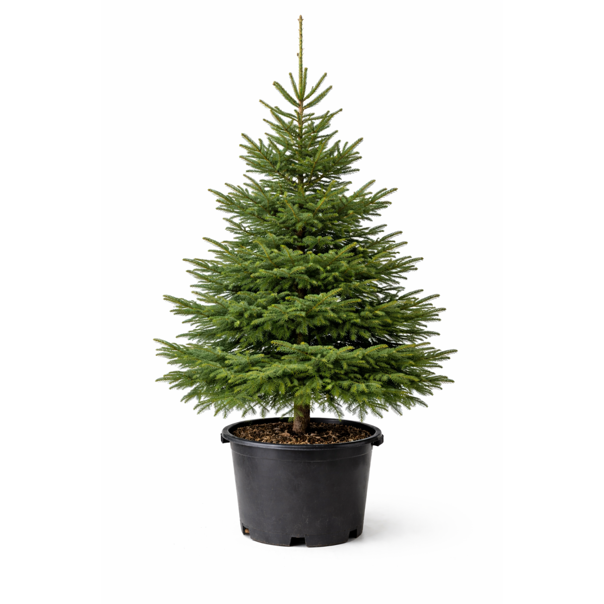 Sapin de Noël Épicéa en pot à Bouc-Bel-Air, Marseille, Aix-en-Provence, Plan de Campagne | Pépinière Faure