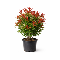 Photinia Red Robin à Bouc-Bel-Air, Marseille, Aix-en-Provence, Plan de Campagne | Pépinière Faure