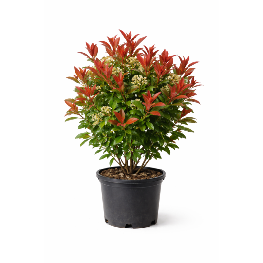 Photinia Red Robin (Photinia x fraseri)