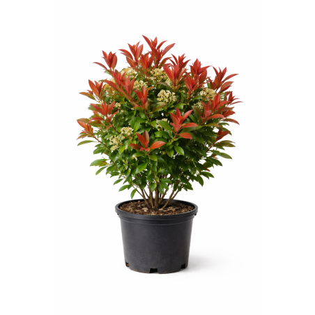 Photinia Red Robin à Bouc-Bel-Air, Marseille, Aix-en-Provence, Plan de Campagne | Pépinière Faure