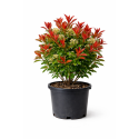 Photinia Red Robin (Photinia x fraseri)