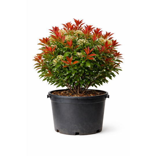 Photinia Red Robin (Photinia x fraseri)