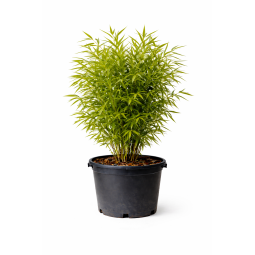 Bambous Bissetti à Bouc-Bel-Air, Marseille, Aix-en-Provence, Plan de Campagne | Pépinière Faure