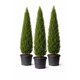 Cupressus sempervirens Florence pyramidales à Bouc-Bel-Air, Marseille, Aix-en-Provence, Plan de Campagne | Pépinière Faure