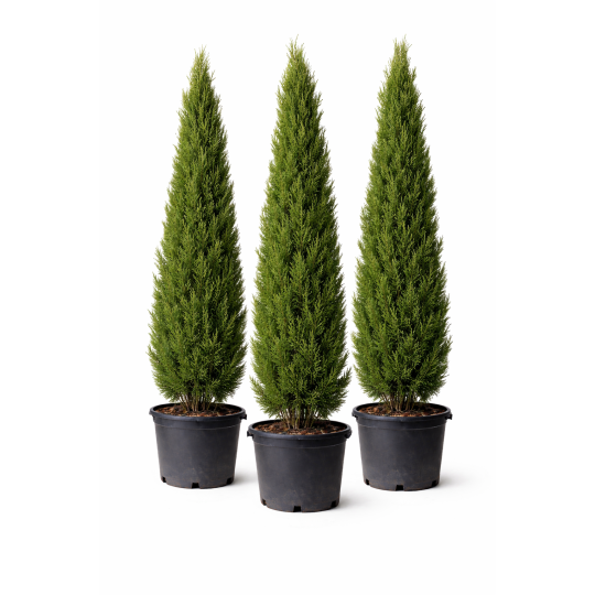 Cupressus sempervirens Florence pyramidales à Bouc-Bel-Air, Marseille, Aix-en-Provence, Plan de Campagne | Pépinière Faure