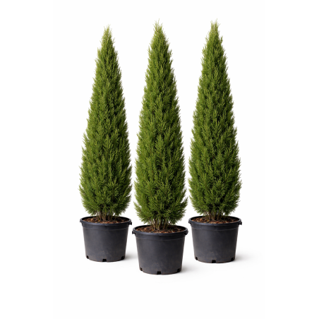 Cupressus sempervirens Florence pyramidales à Bouc-Bel-Air, Marseille, Aix-en-Provence, Plan de Campagne | Pépinière Faure