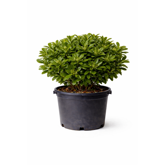 Pittosporum tobira à Bouc-Bel-Air, Marseille, Aix-en-Provence, Plan de Campagne | Pépinière Faure