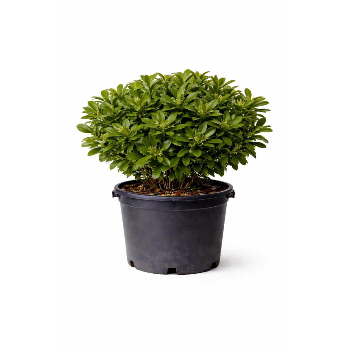 Pittosporum tobira à Bouc-Bel-Air, Marseille, Aix-en-Provence, Plan de Campagne | Pépinière Faure