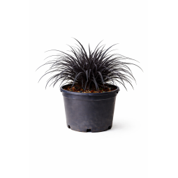 Ophiopogon nigra à Bouc-Bel-Air, Marseille, Aix-en-Provence, Plan de Campagne | Pépinière Faure