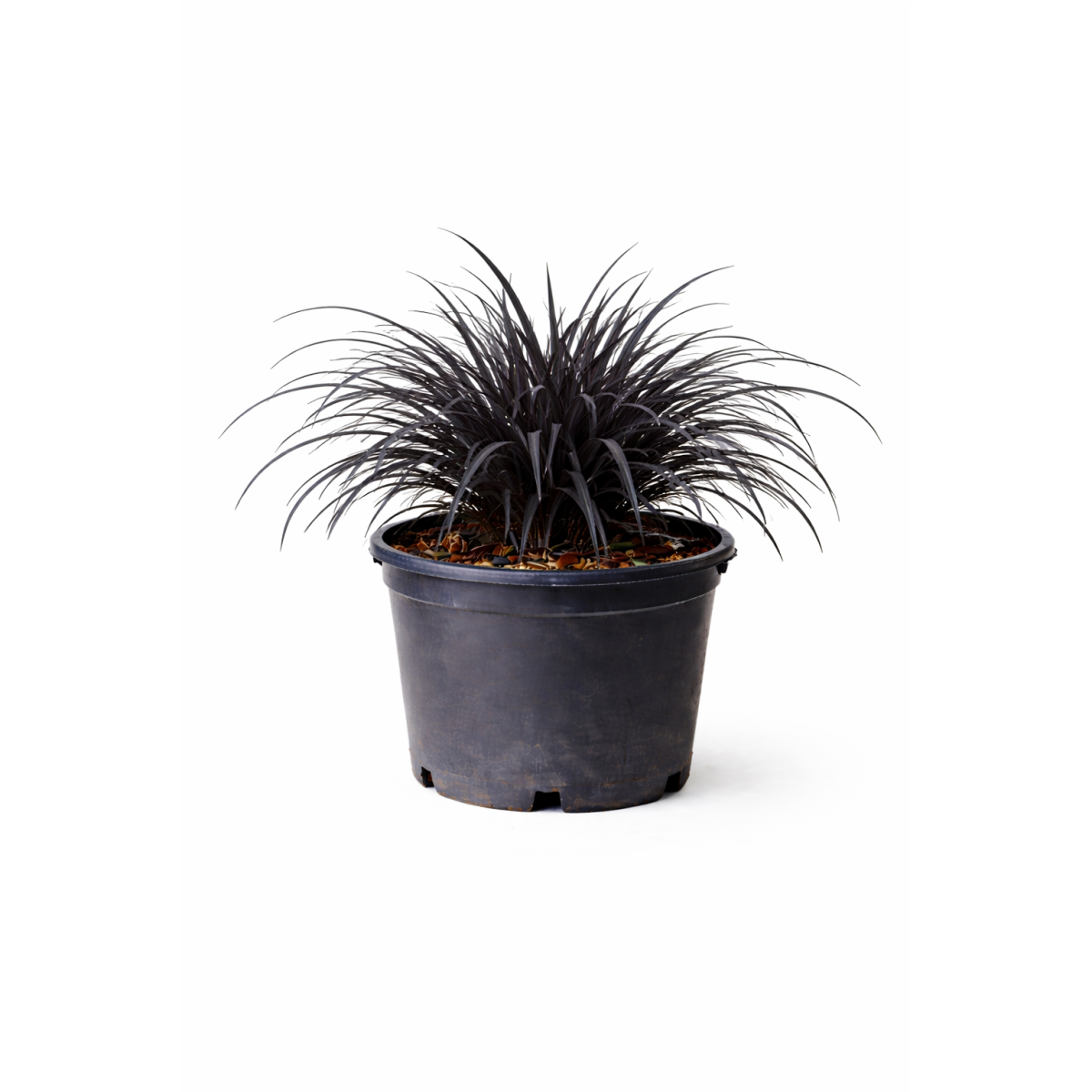 Ophiopogon nigra à Bouc-Bel-Air, Marseille, Aix-en-Provence, Plan de Campagne | Pépinière Faure