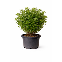 Pittosporum tobira à Bouc-Bel-Air, Marseille, Aix-en-Provence, Plan de Campagne | Pépinière Faure