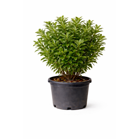 Pittosporum tobira à Bouc-Bel-Air, Marseille, Aix-en-Provence, Plan de Campagne | Pépinière Faure