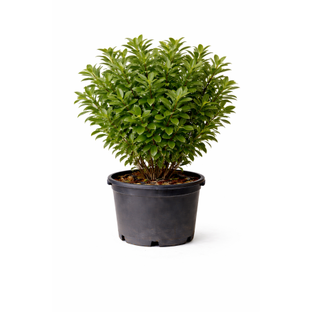 Pittosporum tobira à Bouc-Bel-Air, Marseille, Aix-en-Provence, Plan de Campagne | Pépinière Faure