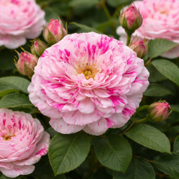 Rosier grimpant ‘Variegata di Bologna’ – Rose blanche striée rose à Bouc-Bel-Air, Marseille, Aix-en-Provence, Plan de Campagne