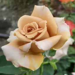 Rosier buisson ‘Honey Dijon™’ – Rose miel caramel à Bouc-Bel-Air, Marseille, Aix-en-Provence, Plan de Campagne | Pépinière Faure