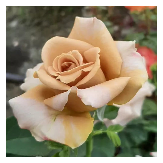 Rosier buisson ‘Honey Dijon™’ – Rose miel caramel à Bouc-Bel-Air, Marseille, Aix-en-Provence, Plan de Campagne | Pépinière Faure