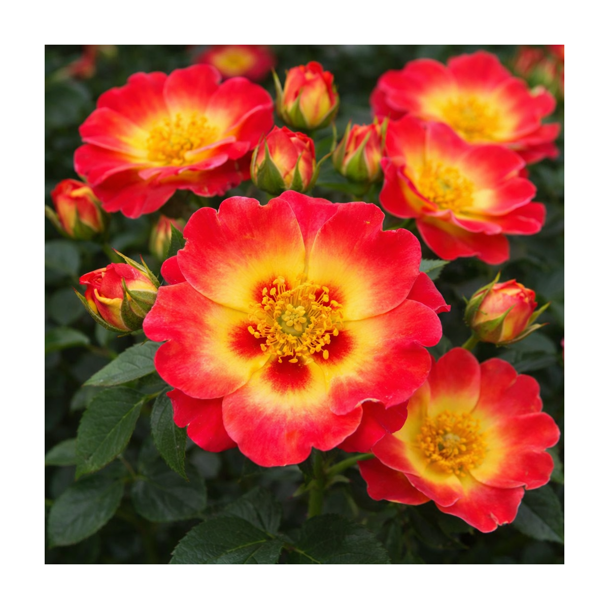 Rosier buisson Sunshine Babylon Eyes – rouge jaune Bouc-Bel-Air, Marseille, Aix-en-Provence, Plan de Campagne | Pépinière Faure