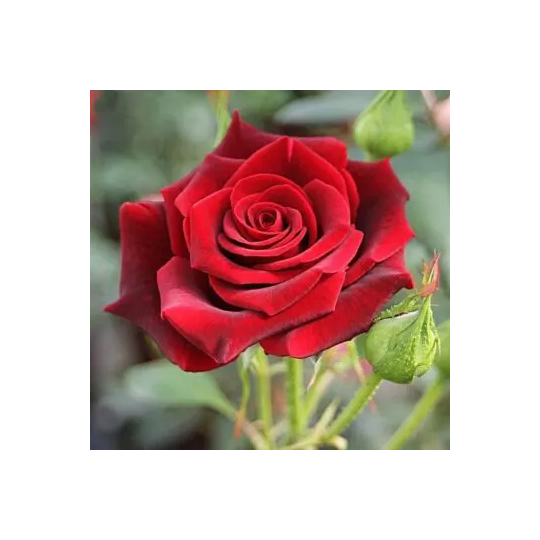 Rosier tige ‘Primo Bacio’ (First) – Rouge vif à grandes fleurs à Bouc-Bel-Air, Marseille, Aix-en-Provence | Pépinière Faure