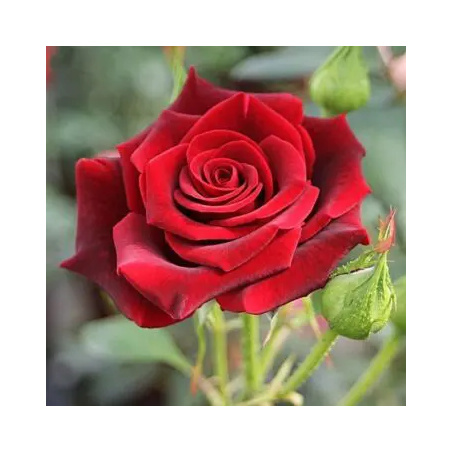 Rosier tige ‘Primo Bacio’ (First) – Rouge vif à grandes fleurs à Bouc-Bel-Air, Marseille, Aix-en-Provence | Pépinière Faure