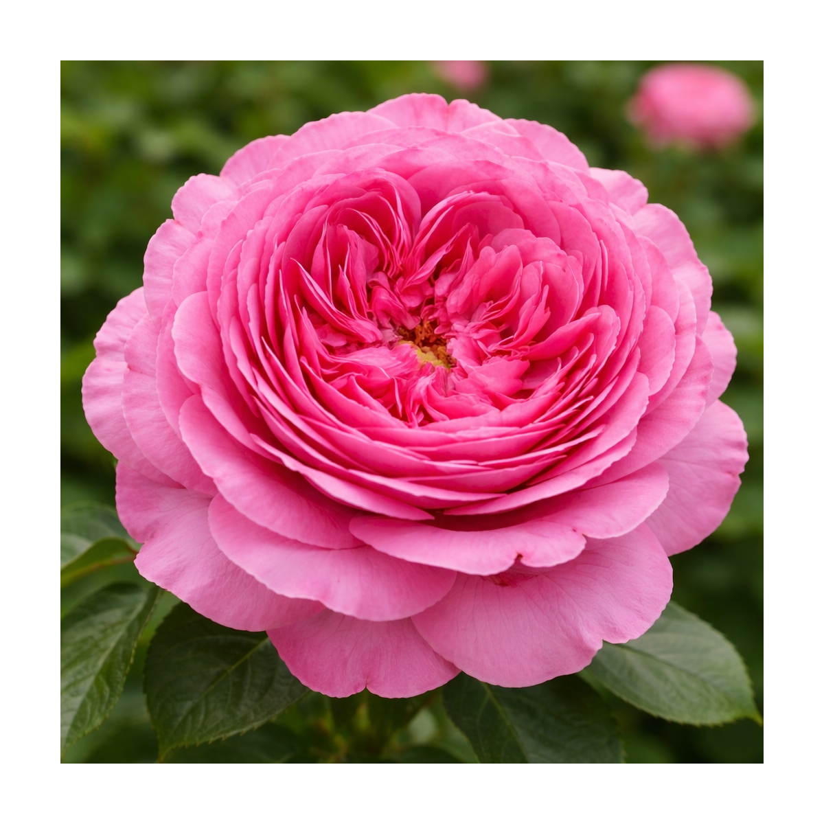 Rosier ancien ‘Paul Neyron’ – Grandes fleurs roses parfumées à Bouc-Bel-Air, Marseille, Aix-en-Provence | Pépinière Faure