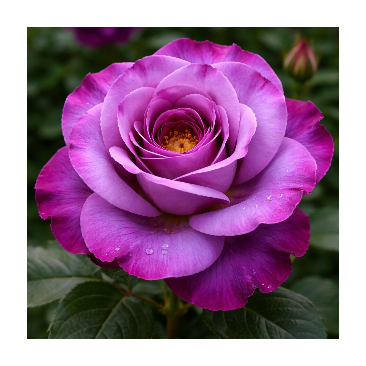 Rosier buisson ‘Amestista’ – Rose violette améthyste remontante à Bouc-Bel-Air, Marseille, Aix-en-Provence | Pépinière Faure