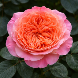 Rosier moderne à grandes fleurs au charme romantique, le Etrusca séduit par son coloris chaud et raffiné, mêlant rose tendre et