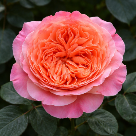 Rosier moderne à grandes fleurs au charme romantique, le Etrusca séduit par son coloris chaud et raffiné, mêlant rose tendre et