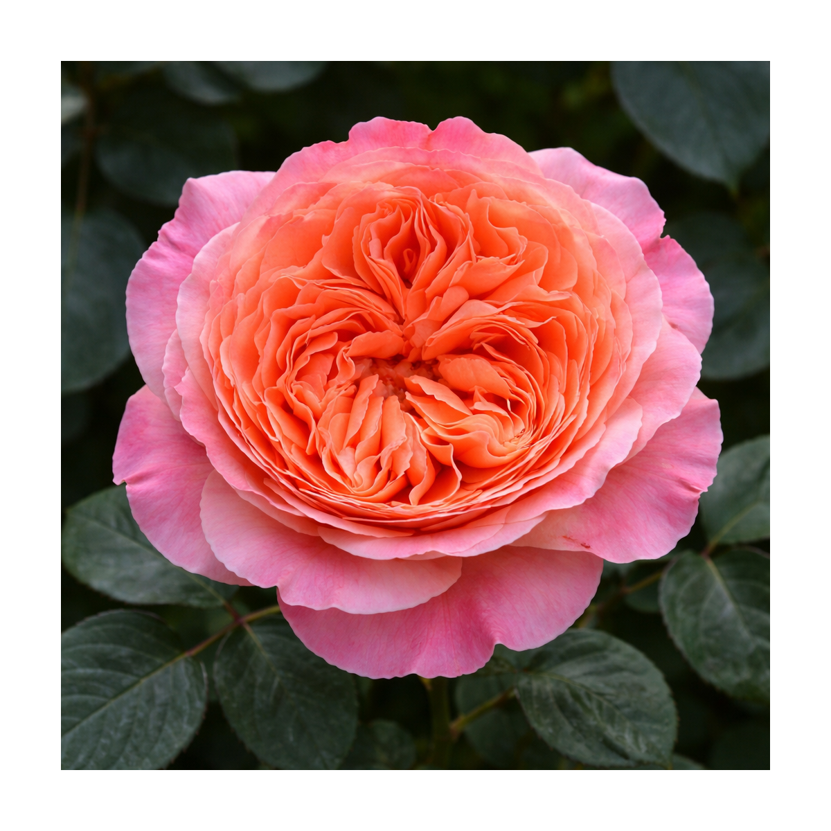 Rosier moderne à grandes fleurs au charme romantique, le Etrusca séduit par son coloris chaud et raffiné, mêlant rose tendre et