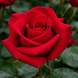 Rosier buisson ‘Velvet Alibi’ – Rose rouge velours à grandes fleurs à Bouc-Bel-Air, Marseille, Aix-en-Provence | Pépinière Faure