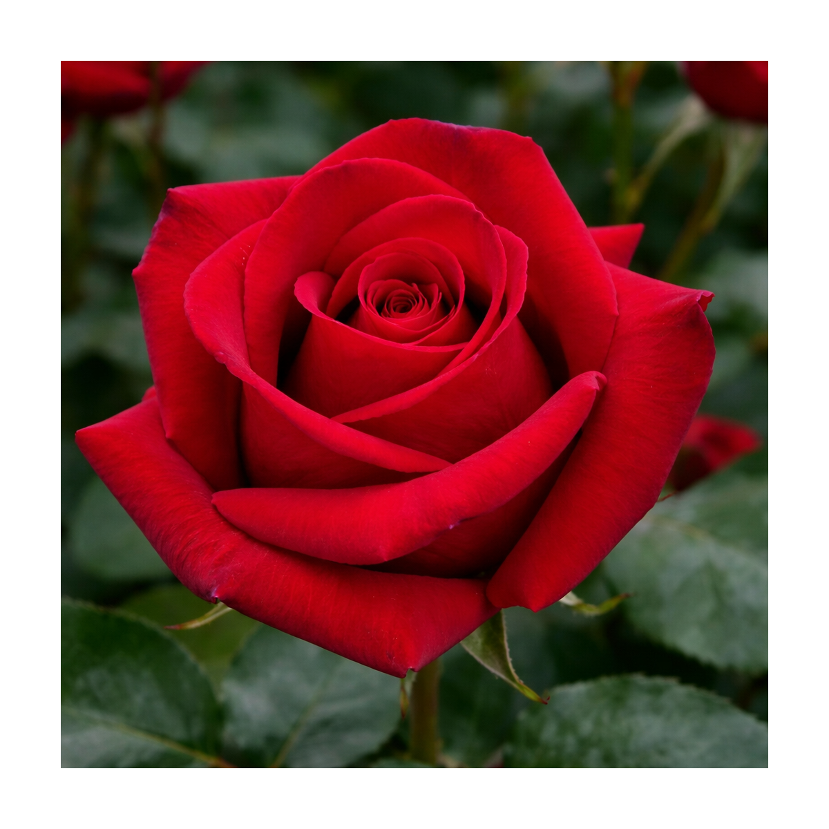 Rosier buisson ‘Velvet Alibi’ – Rose rouge velours à grandes fleurs à Bouc-Bel-Air, Marseille, Aix-en-Provence | Pépinière Faure