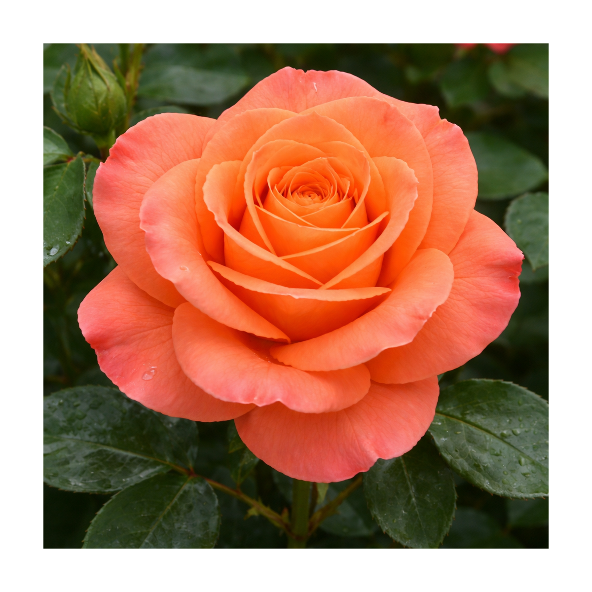 Rosier buisson ‘Anne Vanderlove’ – Rose abricot saumon à Bouc-Bel-Air, Marseille, Aix-en-Provence | Pépinière Faure