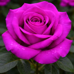 Rosier buisson ‘Wanda Ferragamo’ – Rose violet magenta à Bouc-Bel-Air, Marseille, Aix-en-Provence | Pépinière Faure