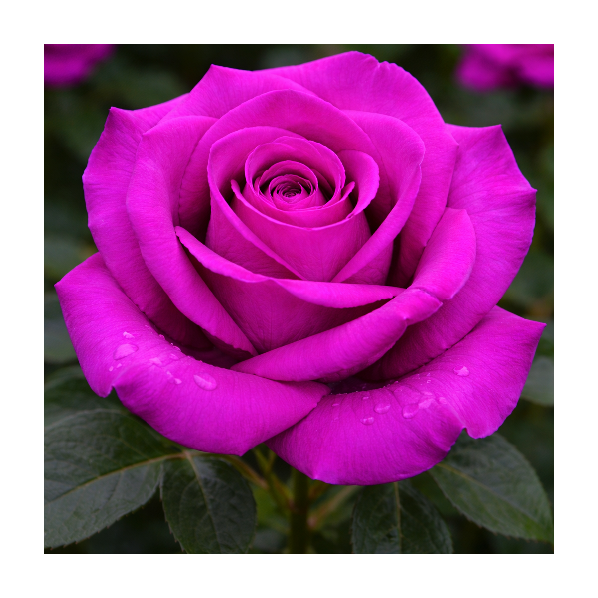 Rosier buisson ‘Wanda Ferragamo’ – Rose violet magenta à Bouc-Bel-Air, Marseille, Aix-en-Provence | Pépinière Faure