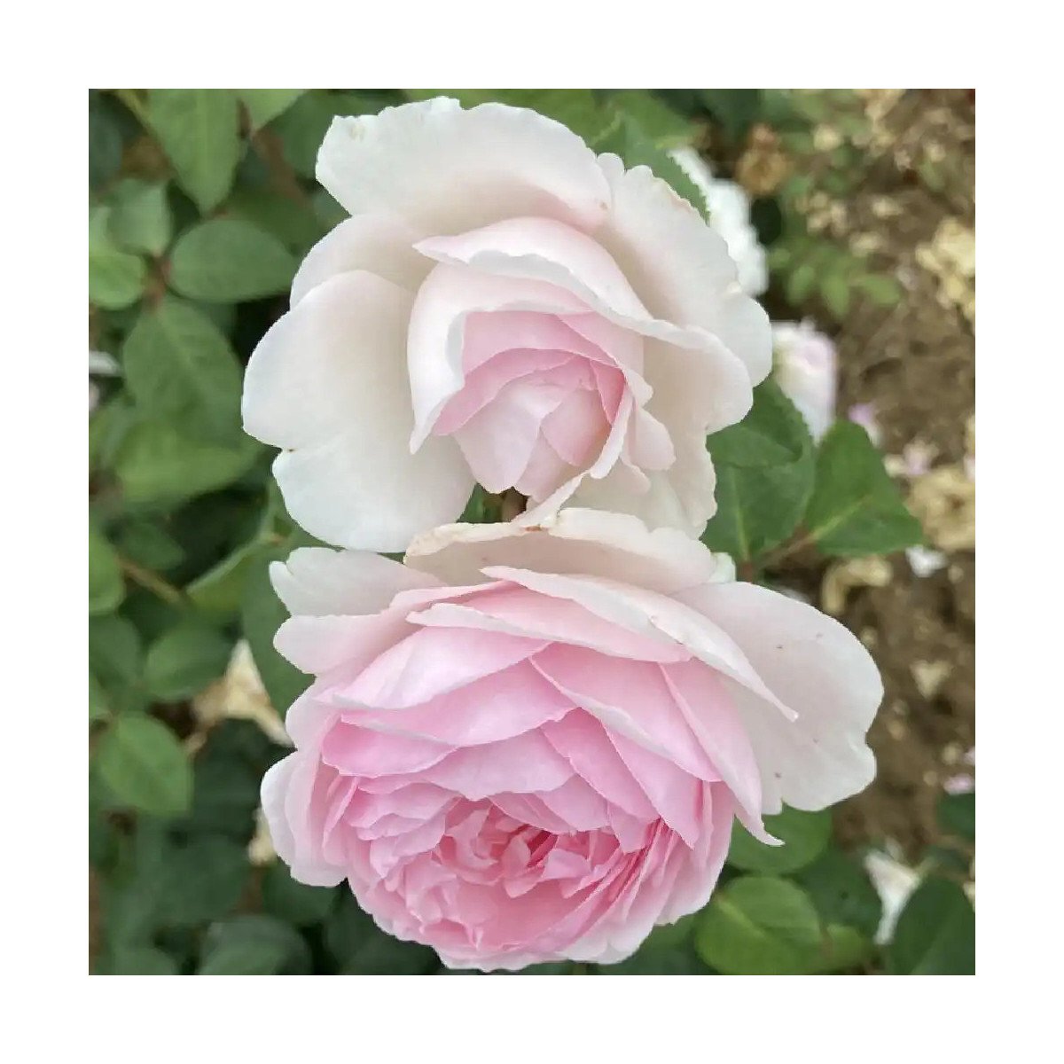 Rosier anglais ‘Olivia Rose Austin’ – Rose rose tendre David Austin à Bouc-Bel-Air, Marseille, Aix-en-Provence | Pépinière Faure