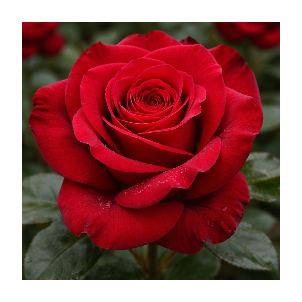 Rosier buisson ‘Valentino’ – Rose rouge velours à grandes fleurs à Bouc-Bel-Air, Marseille, Aix-en-Provence | Pépinière Faure