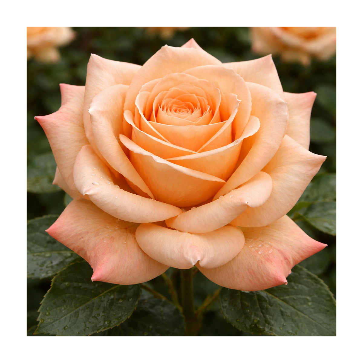 Rosier buisson ‘Valencia’ – Rose abricot pêche parfumée à Bouc-Bel-Air, Marseille, Aix-en-Provence | Pépinière Faure