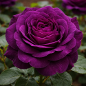 Rosier buisson ‘Twilight Zone’ – Rose violet prune parfumée à Bouc-Bel-Air, Marseille, Aix-en-Provence | Pépinière Faure