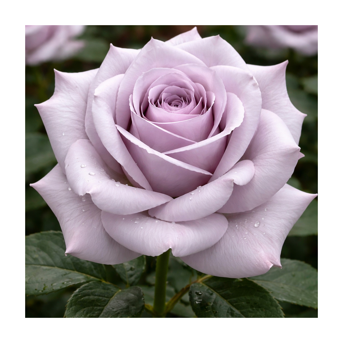 Rosier buisson ‘Stainless Steel’ – Rose lavande argenté parfumée à Bouc-Bel-Air, Marseille, Aix-en-Provence | Pépinière Faure