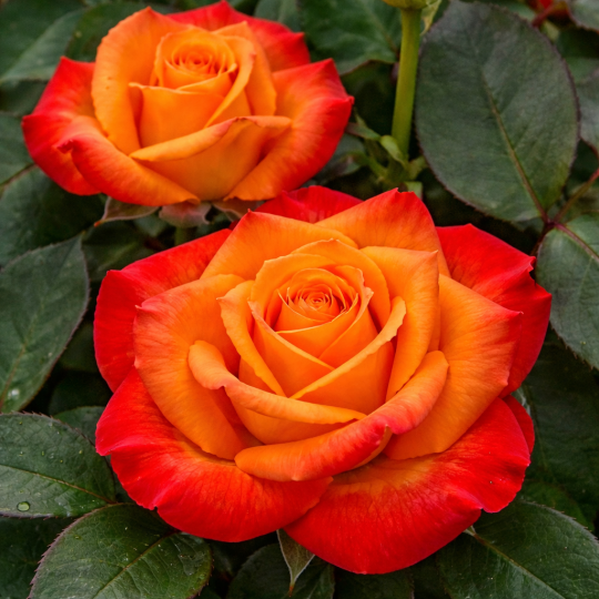 Rosier buisson ‘Raymond Kopa’ – Rose bicolore jaune et rouge à Bouc-Bel-Air, Marseille, Aix-en-Provence | Pépinière Faure