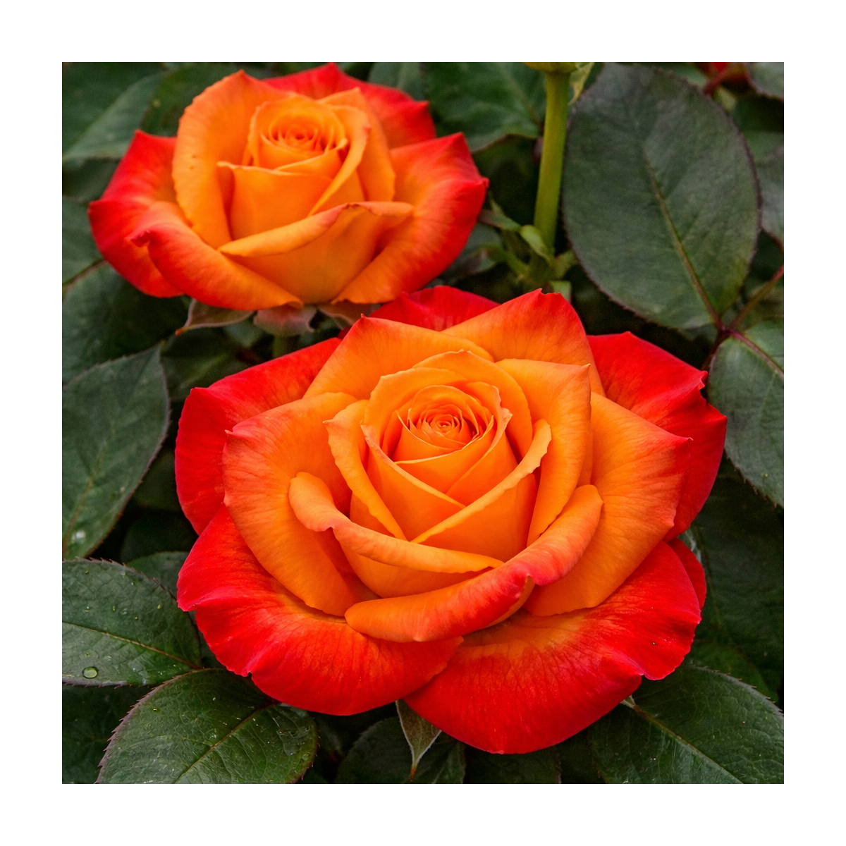 Rosier buisson ‘Raymond Kopa’ – Rose bicolore jaune et rouge à Bouc-Bel-Air, Marseille, Aix-en-Provence | Pépinière Faure