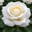 Rosier blanc ‘Papa Giovanni Paolo II’ – Rosier parfumé à grandes fleurs | Pépinière Faure Bouc-Bel-Air